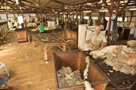 Cooinbil Shearing 039436 © Claire Parks Photography